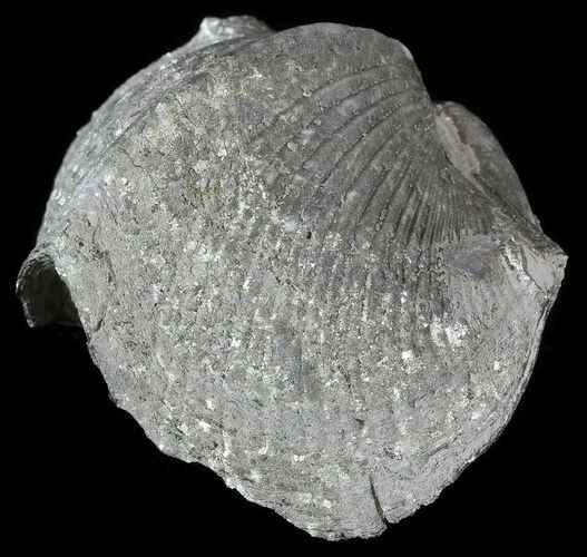Pyrite Replaced Brachiopod (Paraspirifer) - Ohio #52698